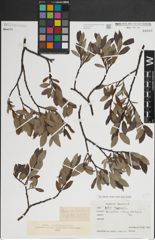 Foto von Salix lapponum L.